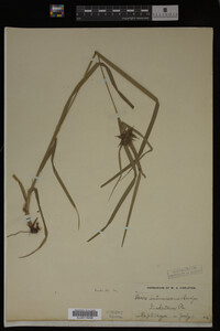 Carex intumescens image