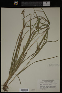 Carex intumescens image