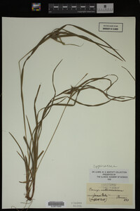 Carex intumescens image