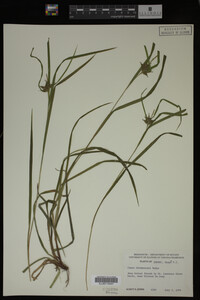 Carex intumescens image