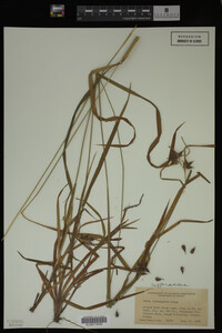 Carex intumescens image