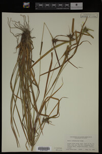 Carex intumescens image