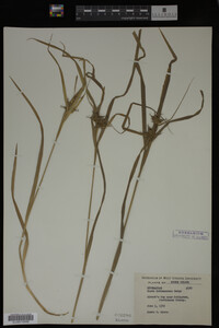 Carex intumescens image