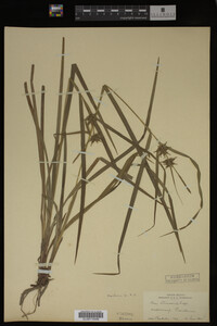 Carex intumescens image