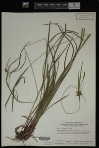 Carex intumescens image