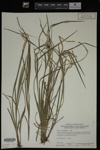 Carex intumescens image