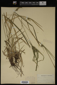 Carex intumescens image