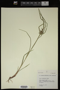 Carex intumescens image