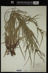 Carex intumescens image