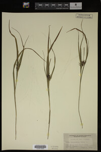 Media resource of Carex intumescens