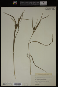 Carex intumescens image