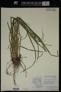 Carex intumescens image