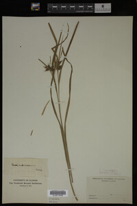 Carex intumescens image