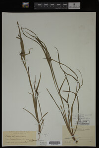 Carex intumescens image