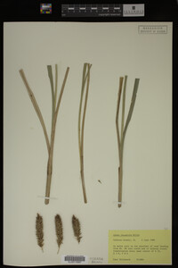 Carex hyalinolepis image
