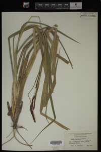 Carex lacustris image