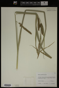 Carex lacustris image
