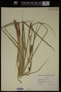 Carex lacustris image