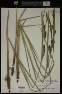 Carex lacustris image