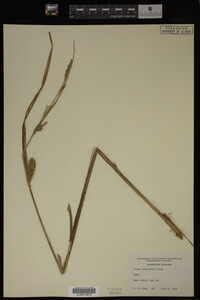 Carex lacustris image