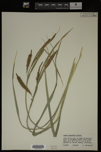 Carex lacustris image