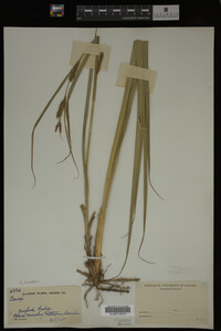 Carex hyalinolepis image