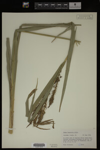 Carex hyalinolepis image