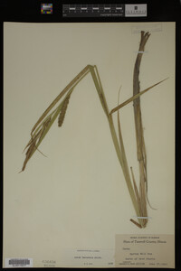 Carex lacustris image