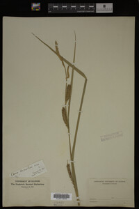 Carex lacustris image