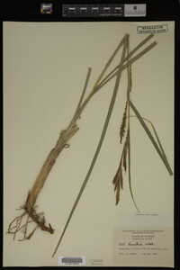 Carex hyalinolepis image