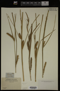 Carex hyalinolepis image