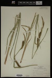 Carex lacustris image