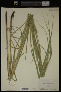 Carex laeviconica image