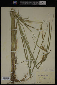 Carex lacustris image