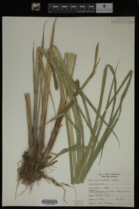 Carex lacustris image