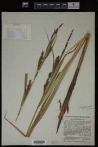 Carex lacustris image