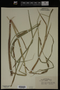 Carex lacustris image