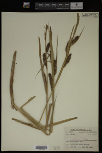 Carex lacustris image