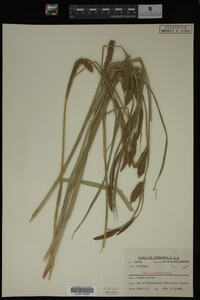 Carex lacustris image