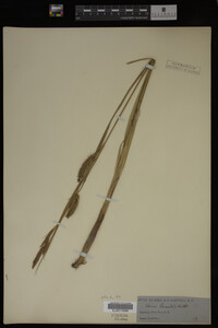 Carex lacustris image