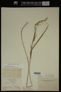 Carex lacustris image