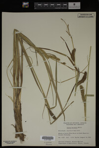 Carex lacustris image