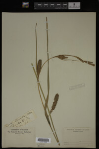 Carex lacustris image