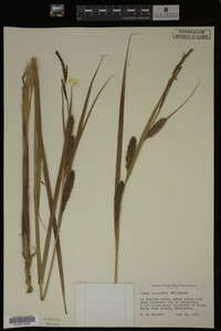 Carex lacustris image