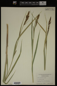 Carex lacustris image
