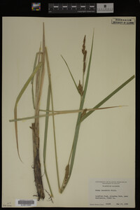 Carex lacustris image