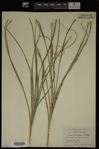 Carex lacustris image