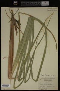 Carex lacustris image