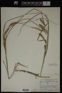 Carex laeviconica image