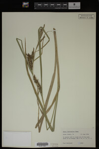 Carex hyalinolepis image